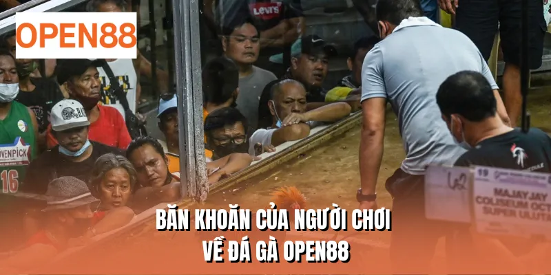 Băn khoăn của người chơi về đá gà OPEN88