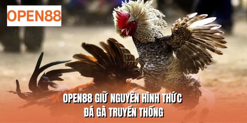 OPEN88 giữ nguyên hình thức đá gà truyền thống